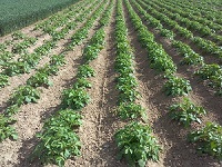 Landwirtschaft Agrarwirtschaft bvm